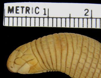 Media type: image; Herpetology R-36945